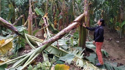 Mỗi Chiêm Bao Đều Có Những Ý Nghĩa Khác Nhau và Mơ Thấy Chặt Cây Chuối Cũng Không Ngoại Lệ Ku Casino