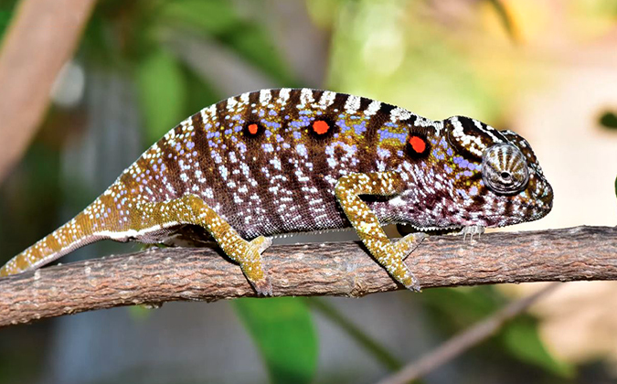 Tắc kè kêu 9 tiếng là hung hay cát? Đánh lô đề số mấy Kubet Casino?